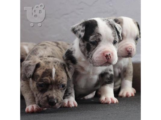 PoulaTo: Πωλούνται κουτάβια Blue Pitbull